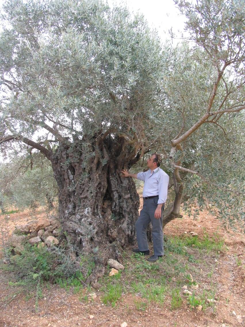 التحاليل الجينية تؤكد مركزية نشوء الزيتون في الأردن عبر العصور