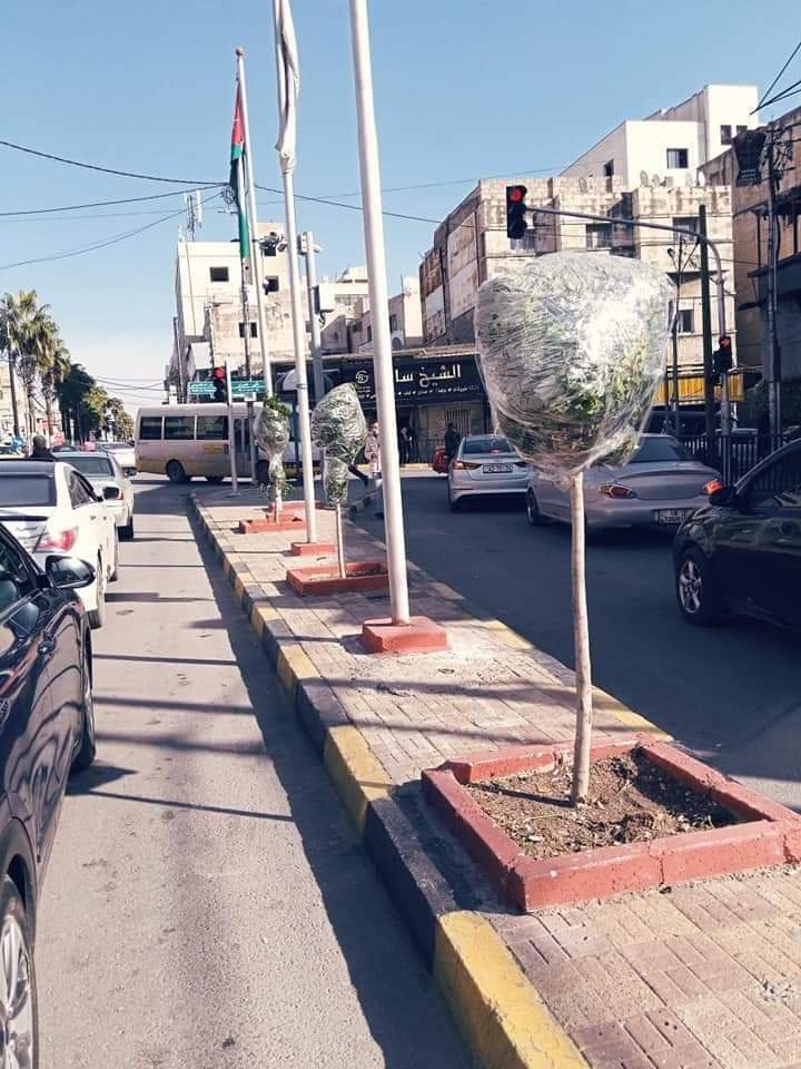 بلدية اربد : تغطية 1200 شجرة بالبلاستيك الشفاف لحمايتها من الصقيع