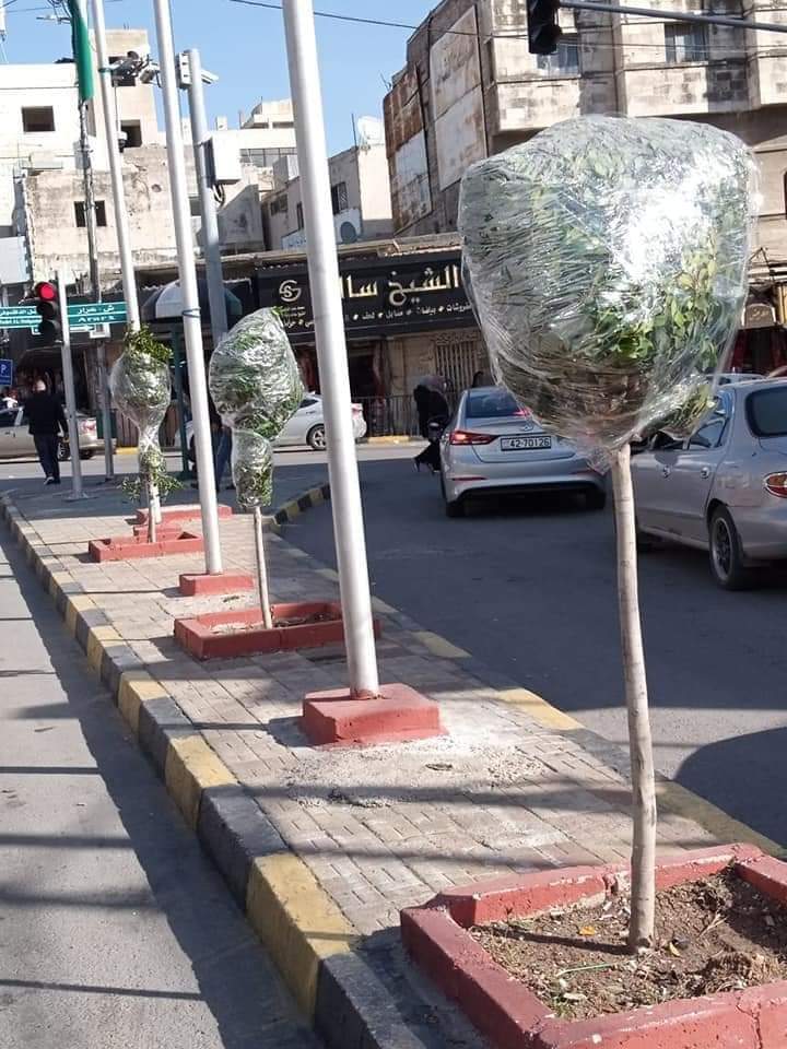 بلدية اربد : تغطية 1200 شجرة بالبلاستيك الشفاف لحمايتها من الصقيع