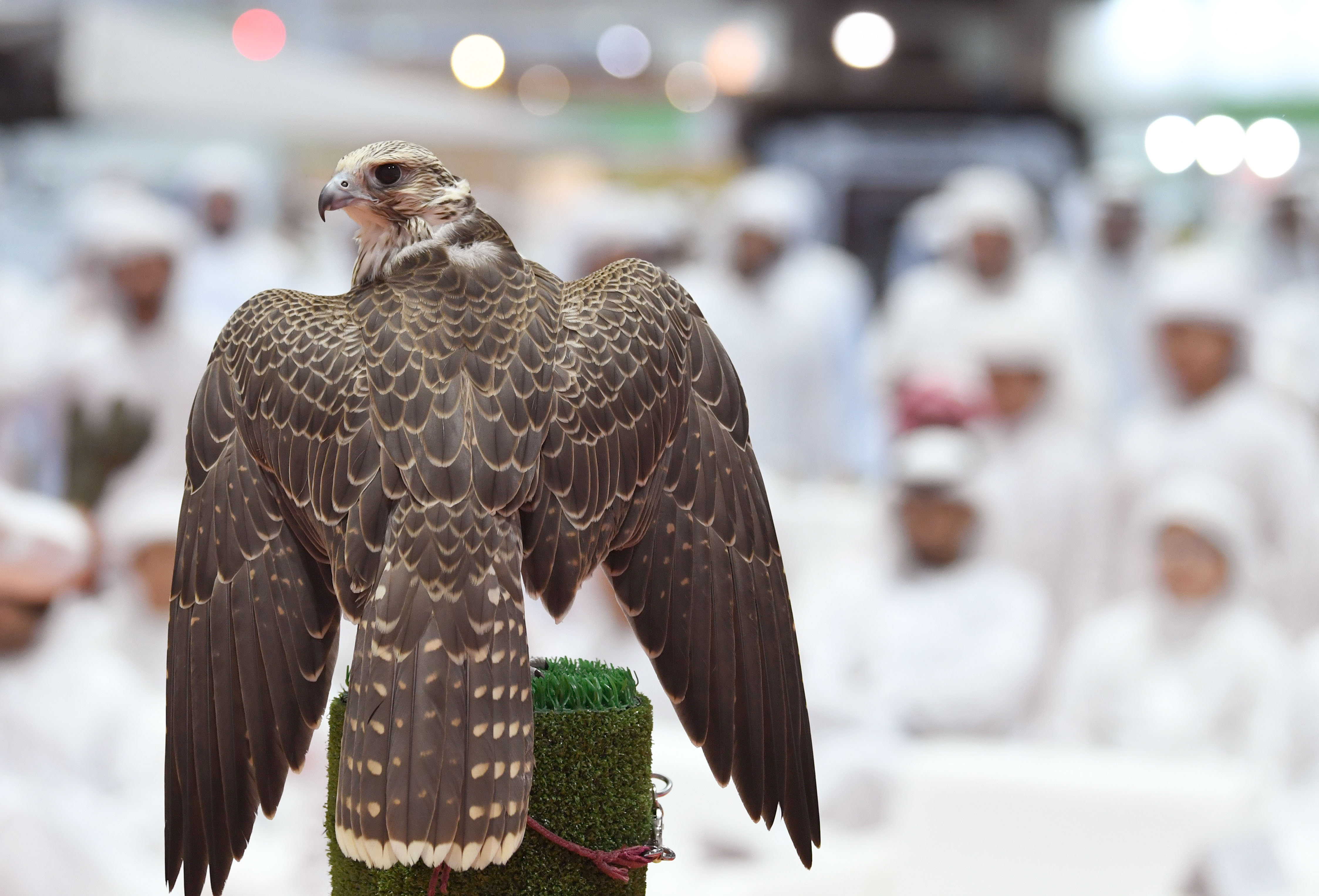 معرض أبوظبي الدولي للصيد والفروسية وجهة لصقاري العالم