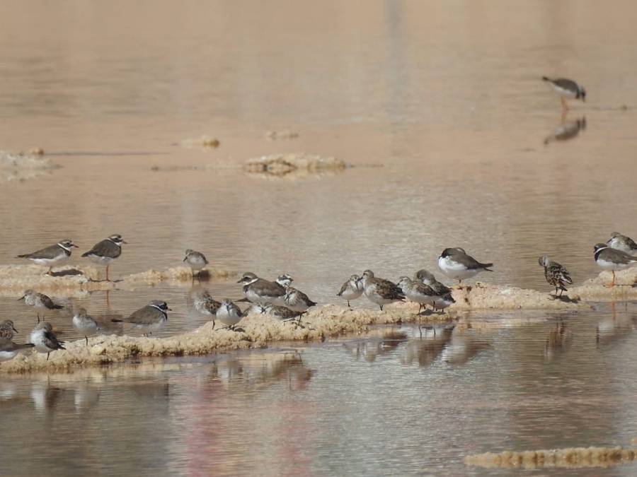 محميات فلسطين : الأراضي الرطبة قيمة طبيعية وبيئية لفلسطين