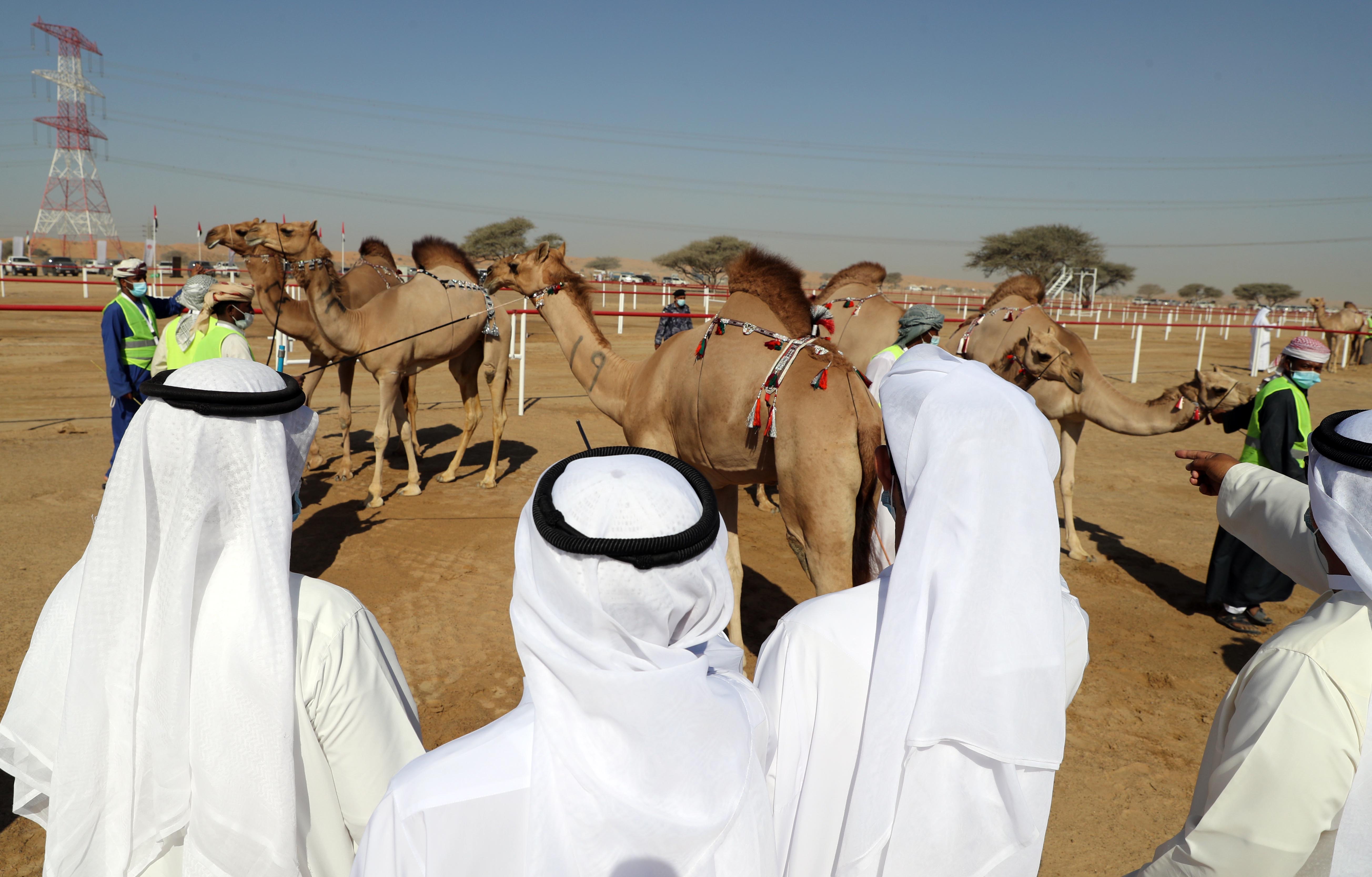 مهرجان محمد بن زايد لسباق الهجن ومزاينة الإبل يعلن نتائج مزاينة المفاريد