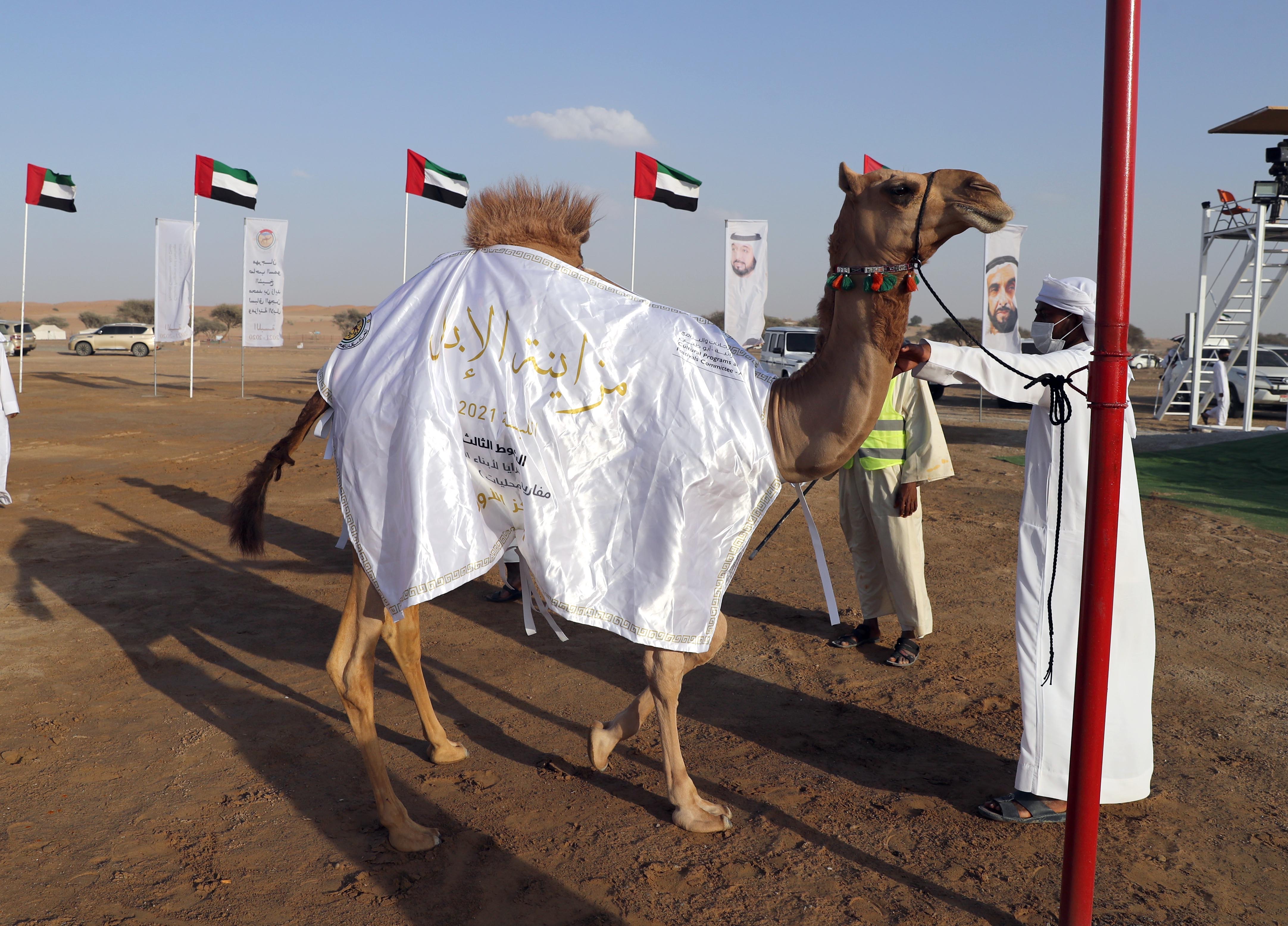 مهرجان محمد بن زايد لسباق الهجن ومزاينة الإبل يعلن نتائج مزاينة المفاريد