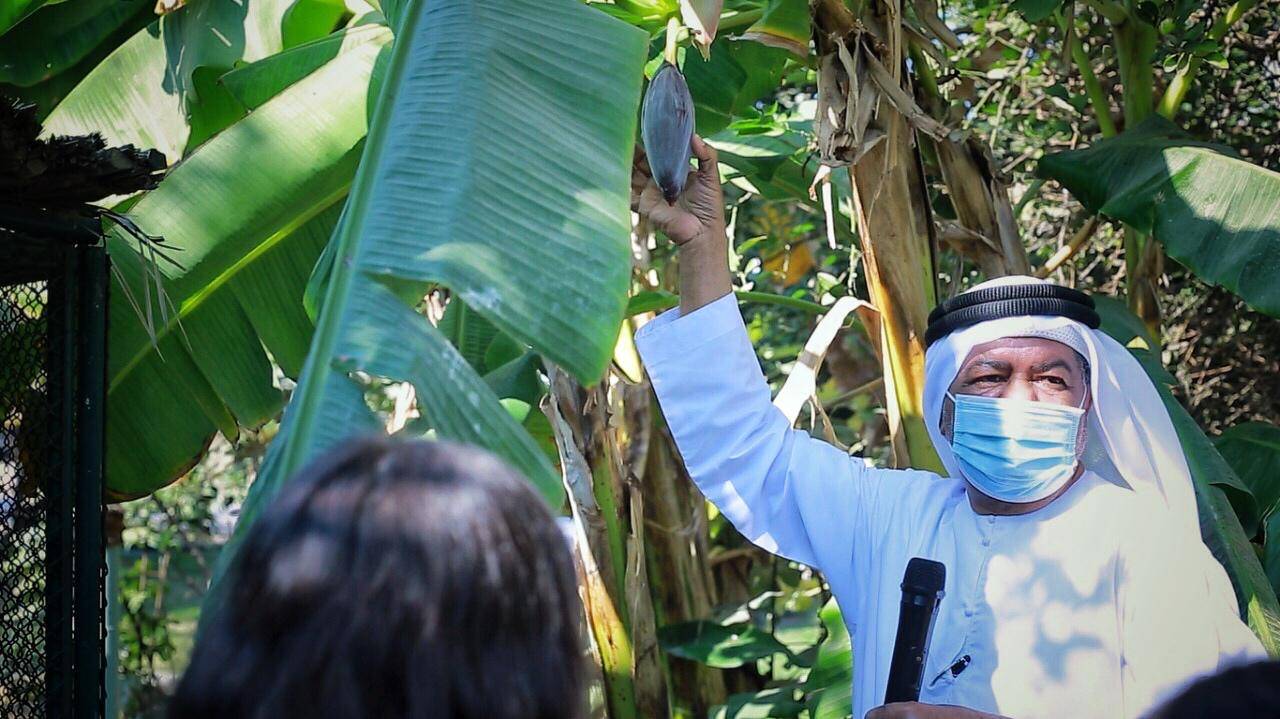 معهد الشارقة للتراث ينظم فعالية أصدقاء البيئة الزراعية في قلب الشارقة