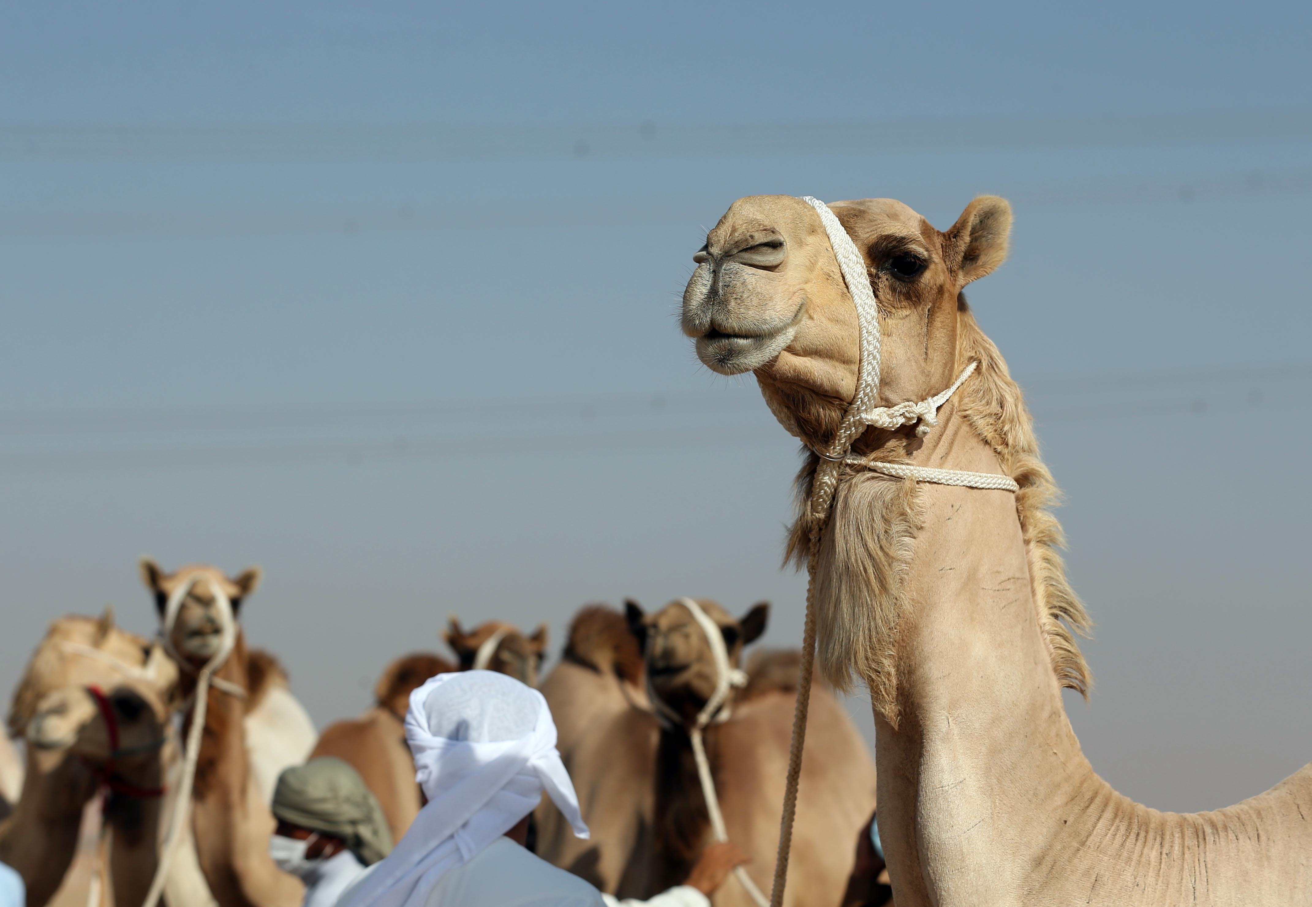 محمد بن سعود المعلا يشهد ختام مزاينة الإبل في مهرجان محمد بن زايد للهجن 