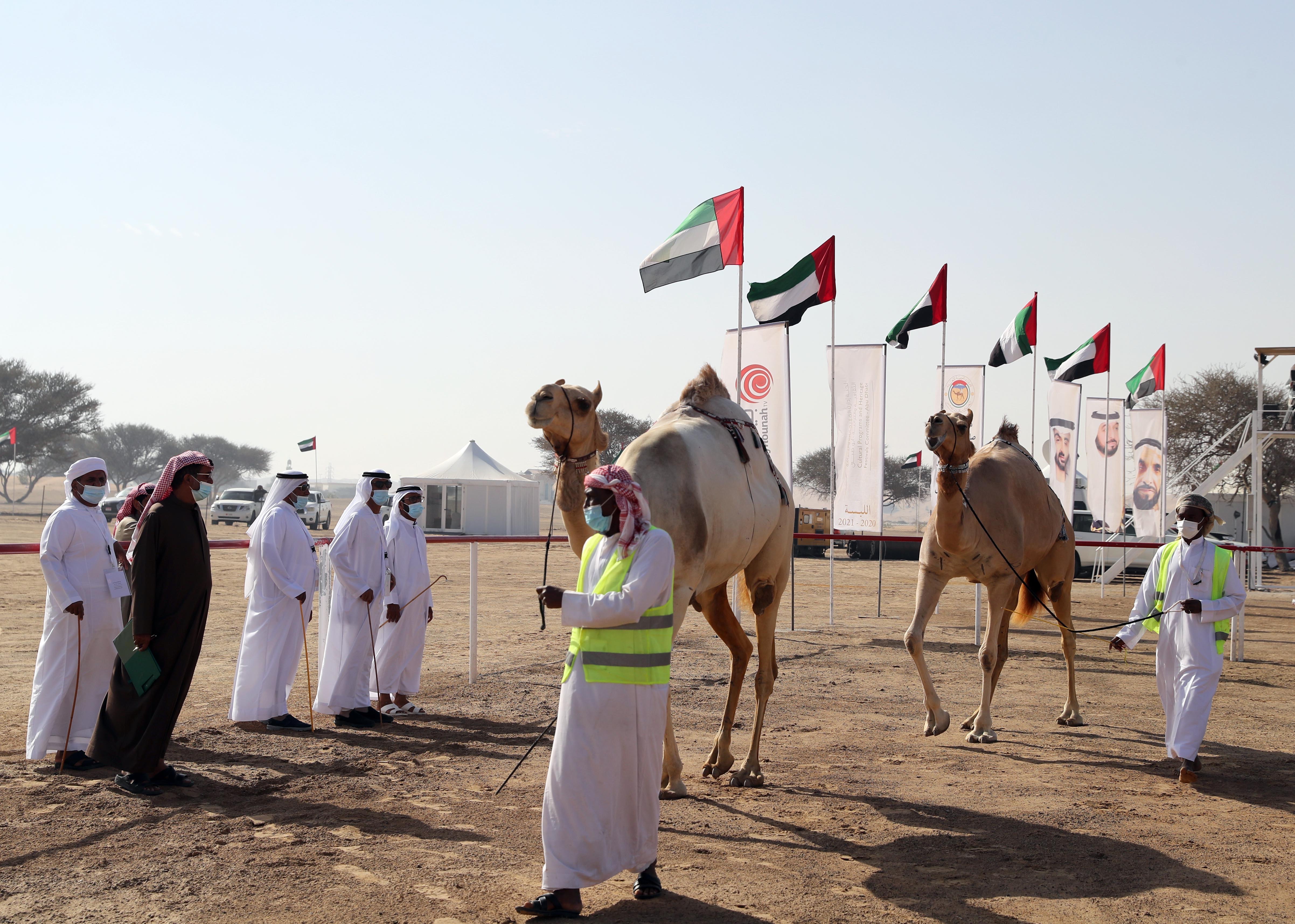 محمد بن سعود المعلا يشهد ختام مزاينة الإبل في مهرجان محمد بن زايد للهجن 