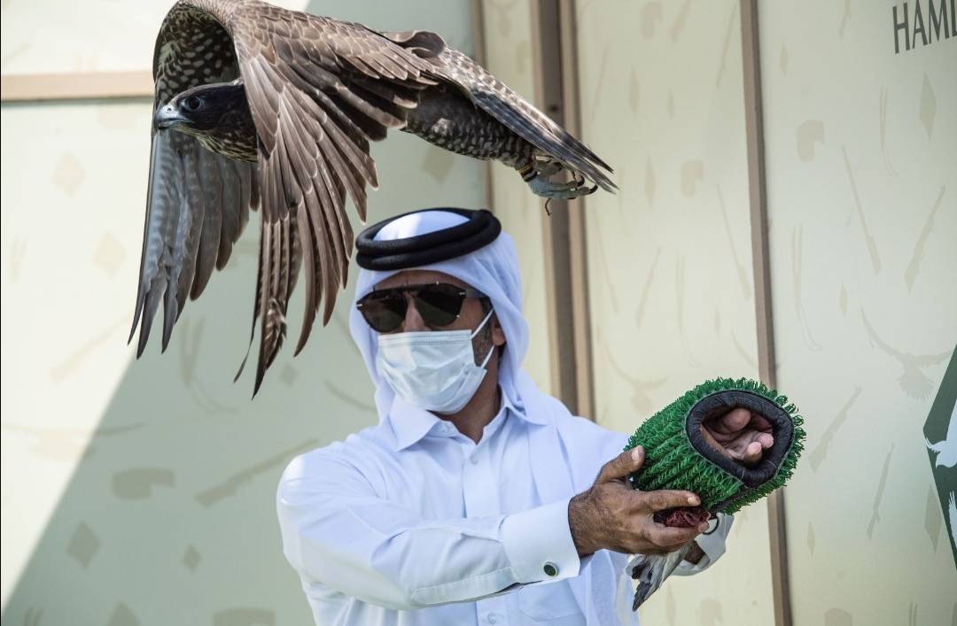 انطلاقة قوية ومشاركة كبيرة من دولة قطر في بطولة فخر الأجيال للصيد بالصقور التلواح