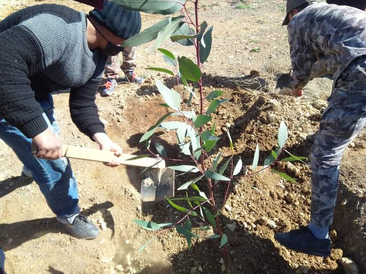 مركز شباب بصيرا النموذجي ينظم مبادرة للاحتفال بعيد الشجرة وزراعة الأشجار الحرجية بمناسبة مئوية الدولة