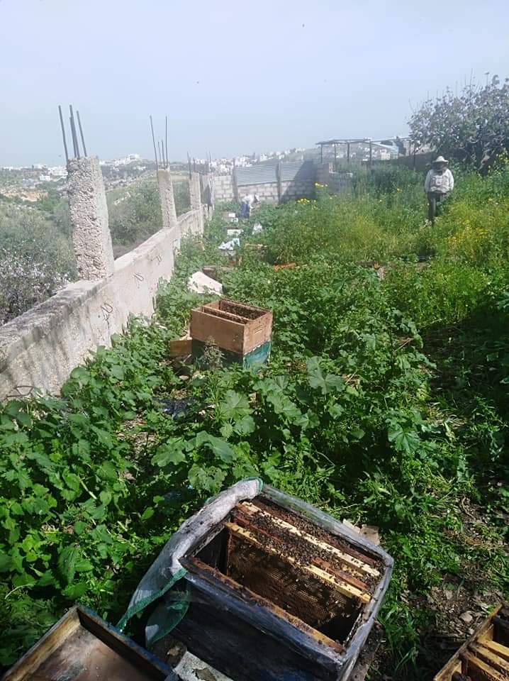 تسمم (37) خلية نحل في دير ابي سعيد وفتح تحقيق في الحادثة