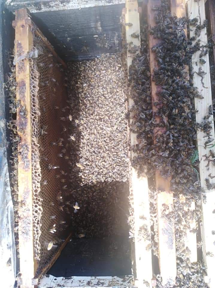 تسمم (37) خلية نحل في دير ابي سعيد وفتح تحقيق في الحادثة