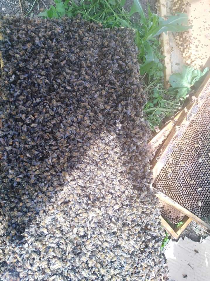 تسمم (37) خلية نحل في دير ابي سعيد وفتح تحقيق في الحادثة