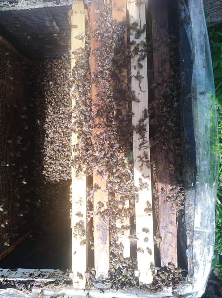 تسمم (37) خلية نحل في دير ابي سعيد وفتح تحقيق في الحادثة