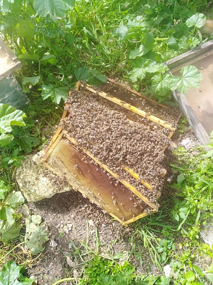 تسمم (37) خلية نحل في دير ابي سعيد وفتح تحقيق في الحادثة