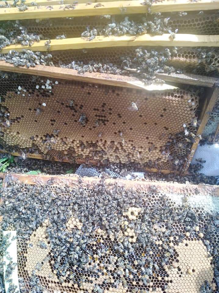 تسمم (37) خلية نحل في دير ابي سعيد وفتح تحقيق في الحادثة