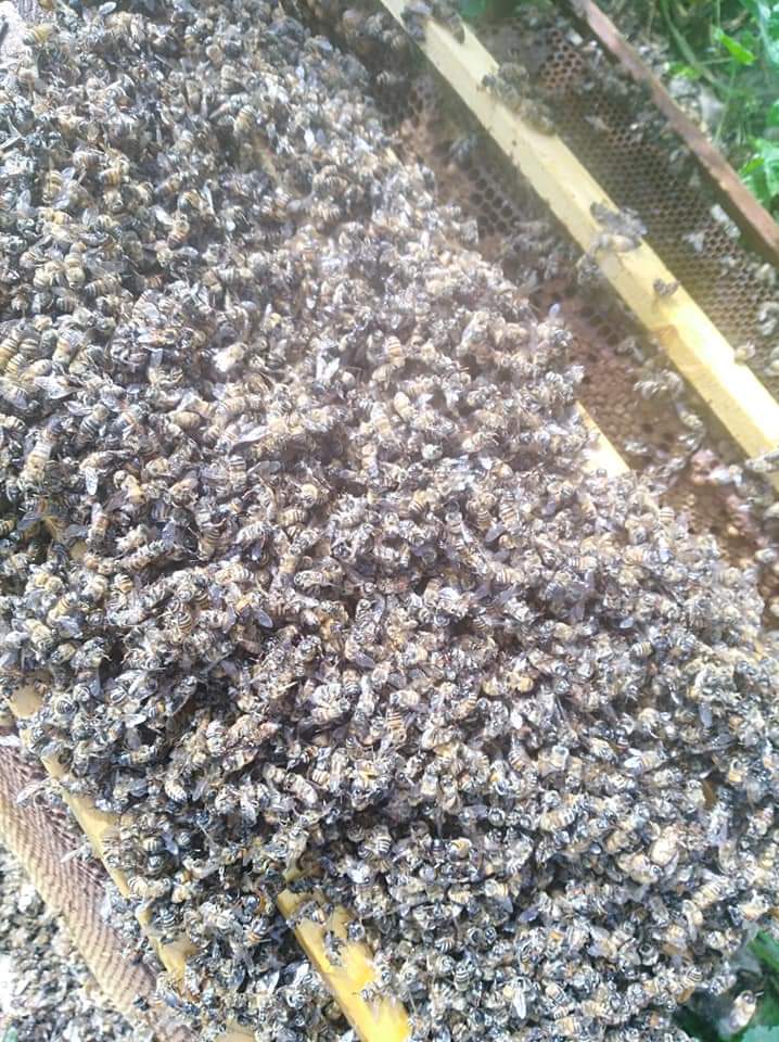 تسمم (37) خلية نحل في دير ابي سعيد وفتح تحقيق في الحادثة