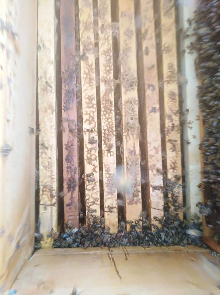 تسمم (37) خلية نحل في دير ابي سعيد وفتح تحقيق في الحادثة