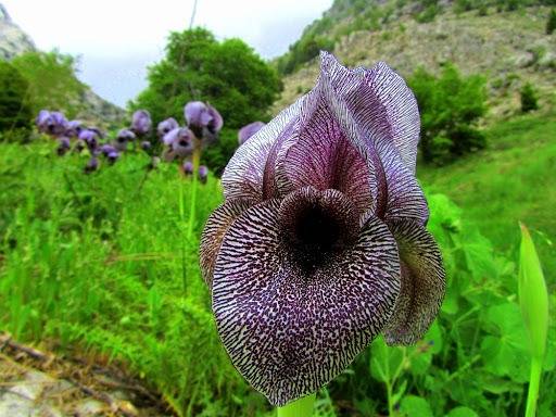 خبير في المركز الوطني للبحوث الزراعية يكتب :  التنوع البيولوجي موروث وطني وامن غذائي مستدام  المركز الوطني للبحوث الزراعية