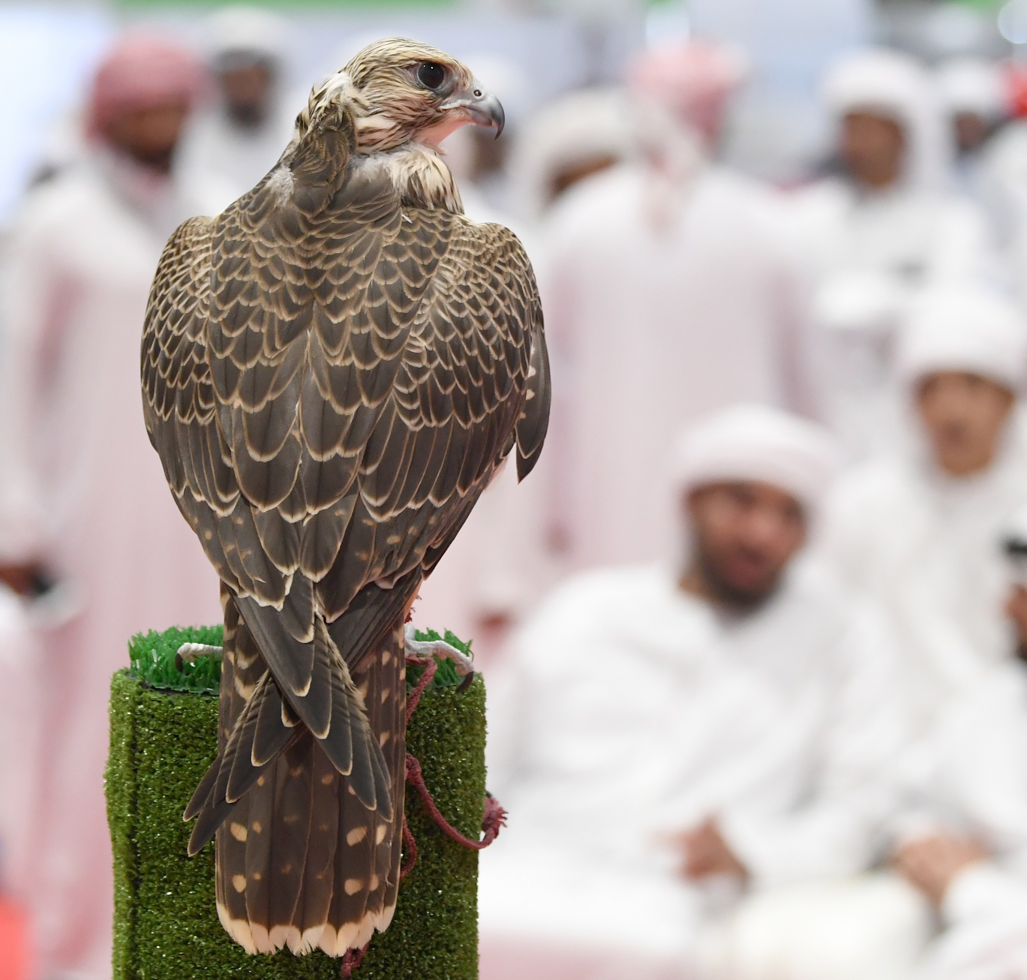 معرض أبوظبي للصيد يُعزّز صناعة مزارع الصقور في العالم   ويُبرز الدور العلمي الرائد للإمارات في بحوث إكثار الطيور