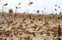 الزراعة: حركة الرياح قد تدفع الجراد باتجاه الأردن