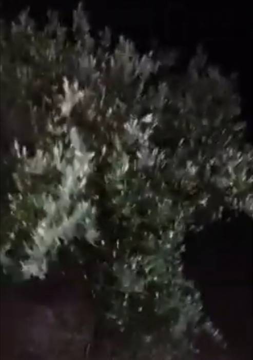 محافظ مادبا : رصد تواجد اسراب من الجراد في منطقة شرق مادبا متجهه الى منطقة ماعين .. فيديو