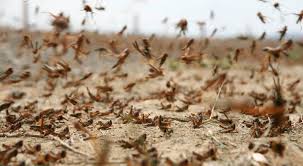 حركة الرياح تشير إلى احتمالية دخول أسراب من الجراد إلى عدة مناطق