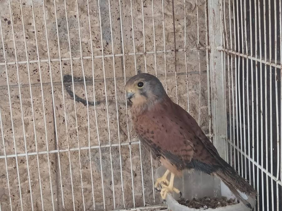 سلطة جودة البيئة تضبط طيور الحجل الفلسطيني والعوسق  في بيت لحم ويجري العمل لإعادتها للطبيعة