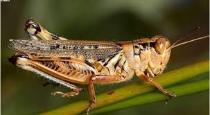 تقرير حالة الجراد في المملكة