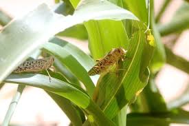 الزراعة: الجراد متواجد في 6 محافظات