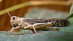 معان: الانتهاء من مكافحة أسراب الجراد