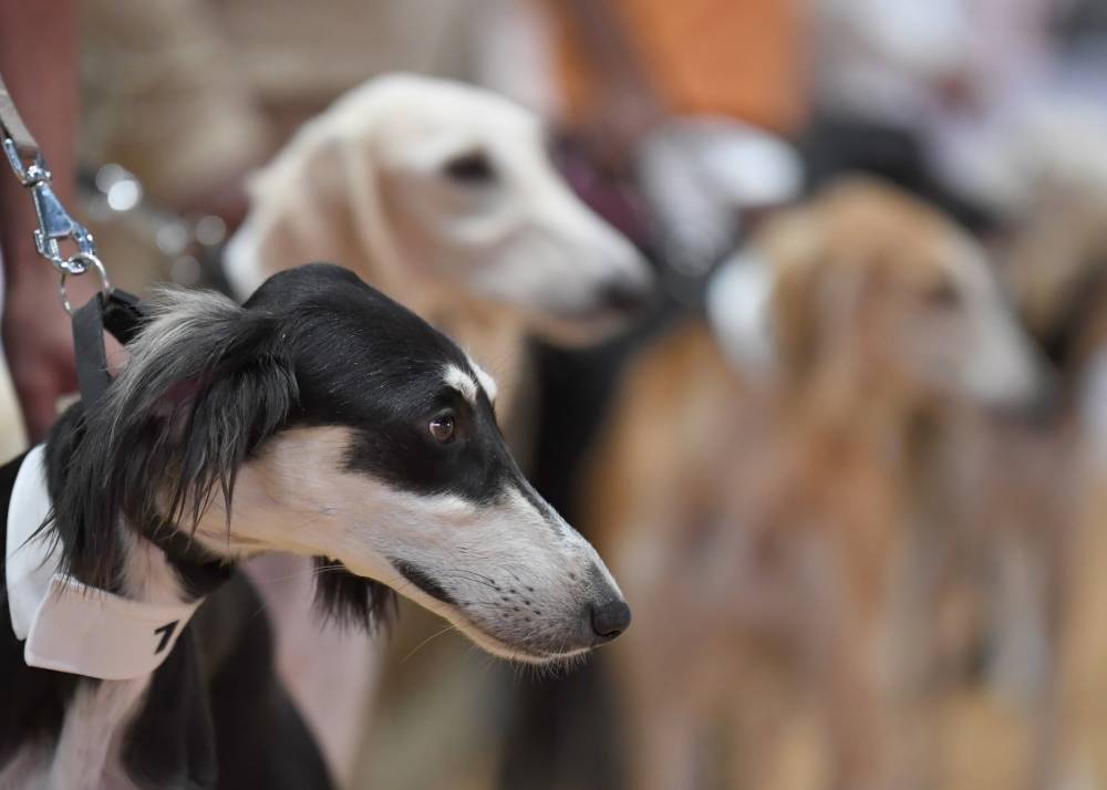 معرض أبوظبي الدولي للصيد والفروسية يُطلق مُسابقة جمال السلوقي العربي