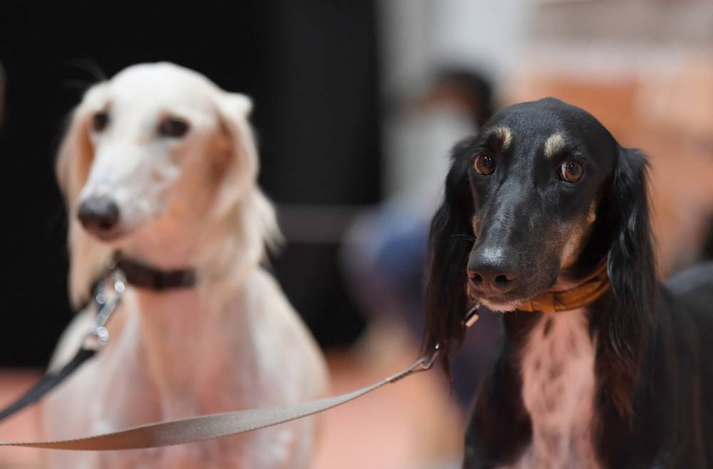 معرض أبوظبي الدولي للصيد والفروسية يُطلق مُسابقة جمال السلوقي العربي