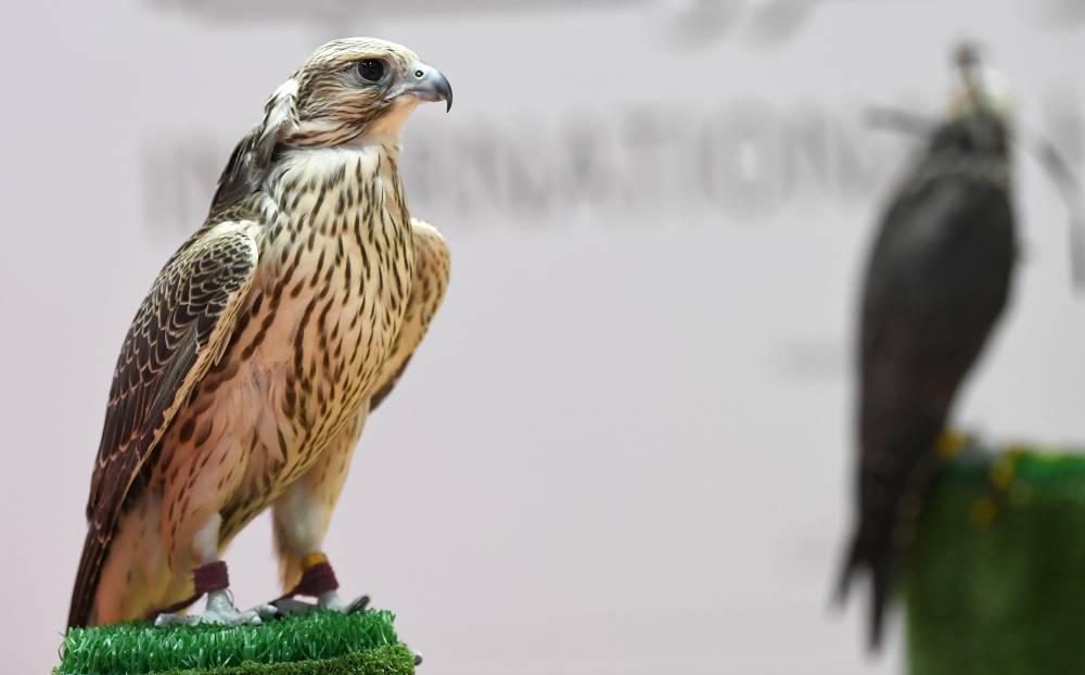 أبوظبي الدولي للصيد منصّة مثالية لبيع وشراء وإنتاج أجود الصقور المُكاثرة في الأسر