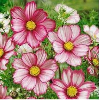 الدكتورة ثروت المعاقبة تكتب : ستزهر من جديد