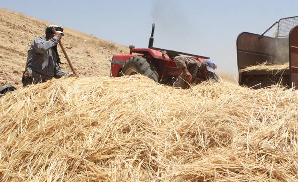 الحكومة تقرر زيادة أسعار شراء القمح والشعير 50 دينارا للطن الواحد