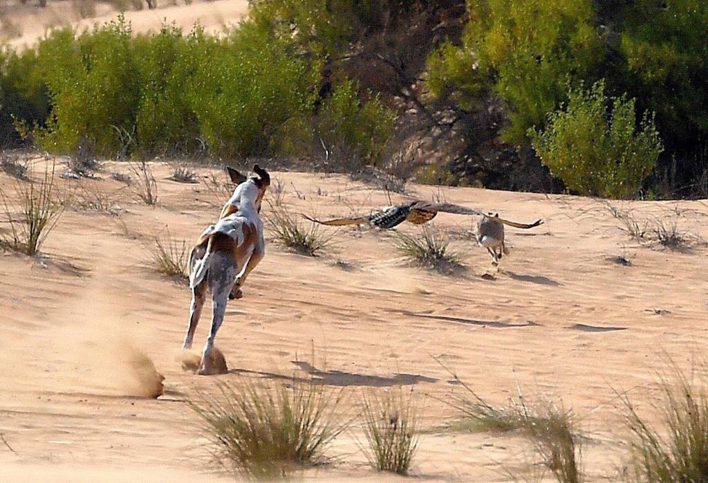 معرض أبوظبي للصيد يُطلق مُسابقة أجمل القصائد في وصف الطير والمقناص