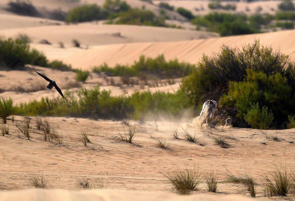 معرض أبوظبي للصيد يُطلق مُسابقة أجمل القصائد في وصف الطير والمقناص