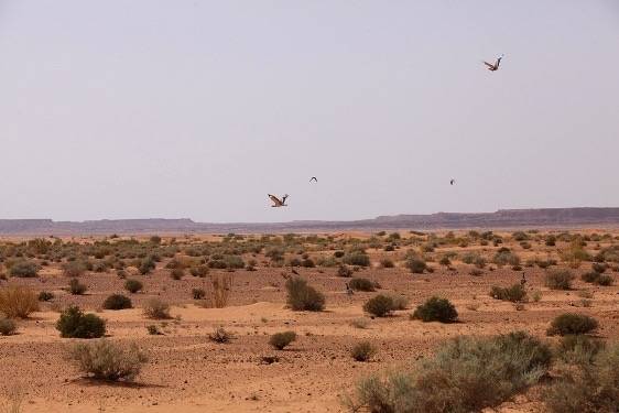 معرض أبوظبي للصيد يُطلق مُسابقة أجمل القصائد في وصف الطير والمقناص