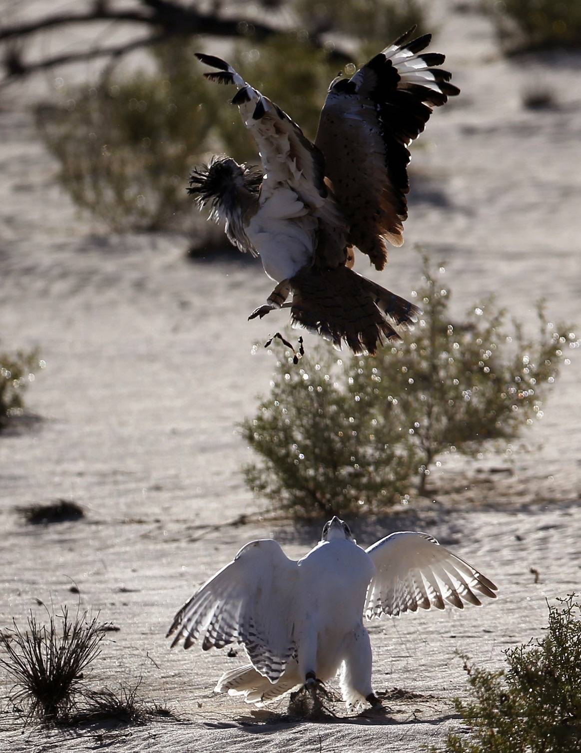 معرض أبوظبي للصيد يُطلق مُسابقة أجمل القصائد في وصف الطير والمقناص
