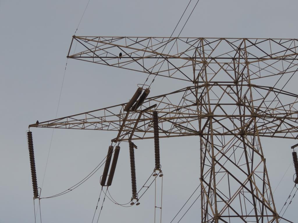 انقطاع الكهرباء بسبب حوادث الطيور المهاجرة