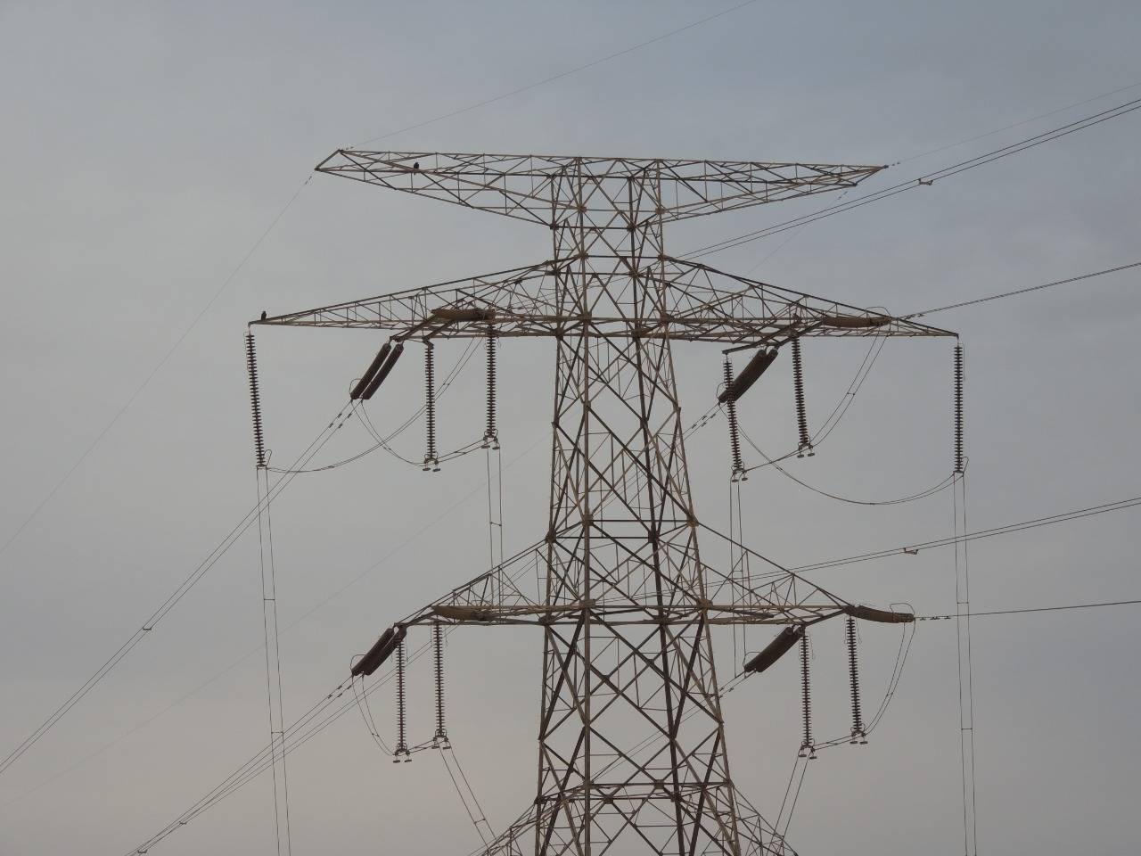 انقطاع الكهرباء بسبب حوادث الطيور المهاجرة