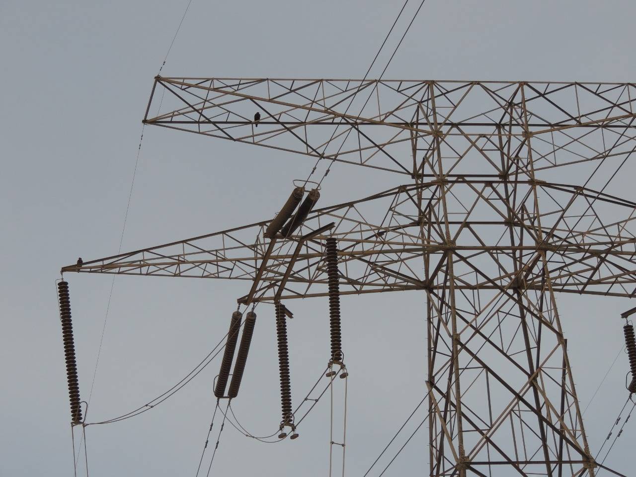 انقطاع الكهرباء بسبب حوادث الطيور المهاجرة