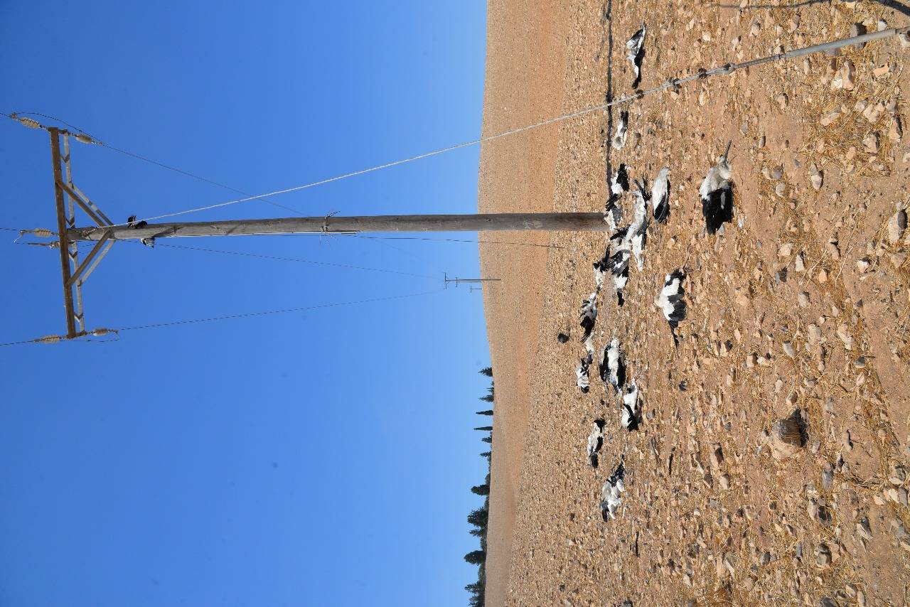 انقطاع الكهرباء بسبب حوادث الطيور المهاجرة