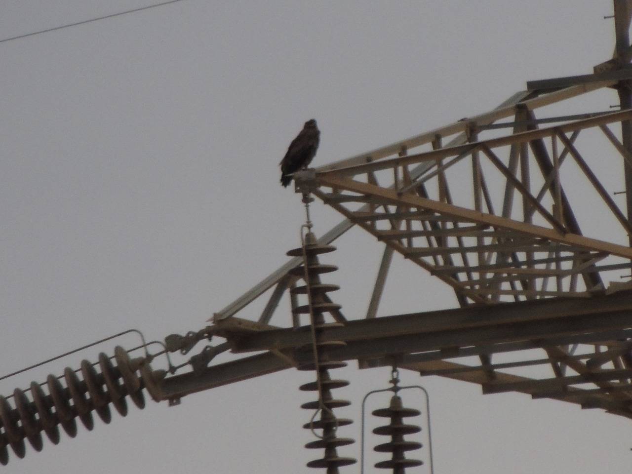 انقطاع الكهرباء بسبب حوادث الطيور المهاجرة