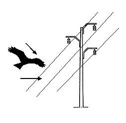انقطاع الكهرباء بسبب حوادث الطيور المهاجرة