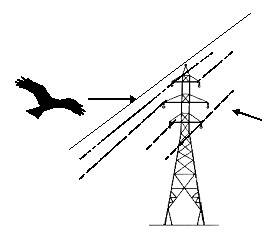 انقطاع الكهرباء بسبب حوادث الطيور المهاجرة