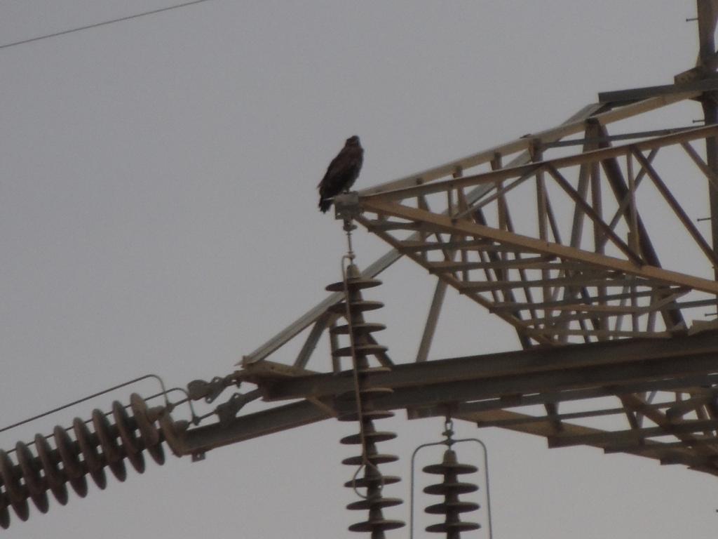 انقطاع الكهرباء بسبب حوادث الطيور المهاجرة