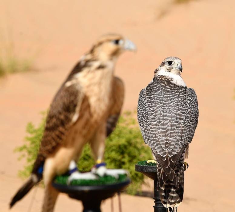 معرض أبوظبي الدولي للصيد والفروسية يُعلن معايير مُسابقة أجمل اللوحات الفنية والصور الفوتوغرافية