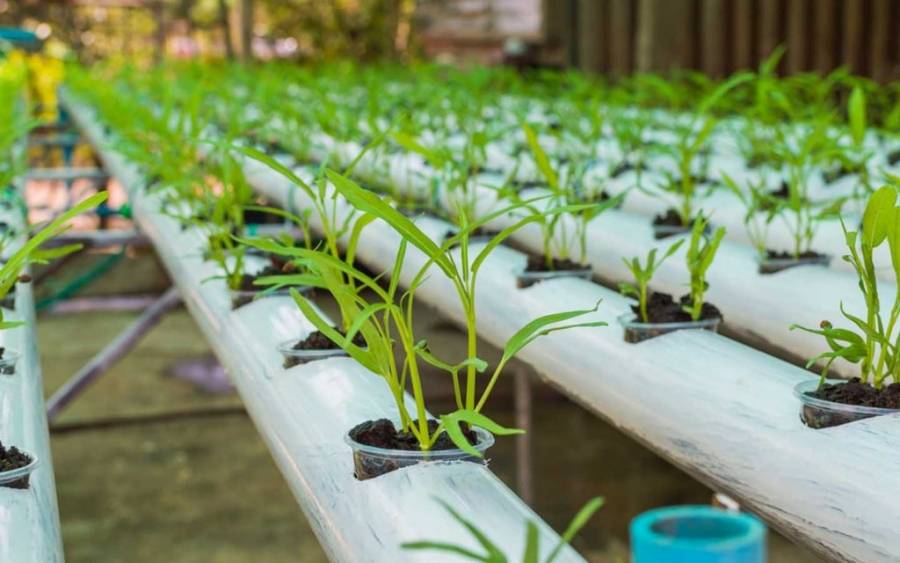 برنامج تدريبي في الزراعة المائية للشباب في الأغوار الشمالية