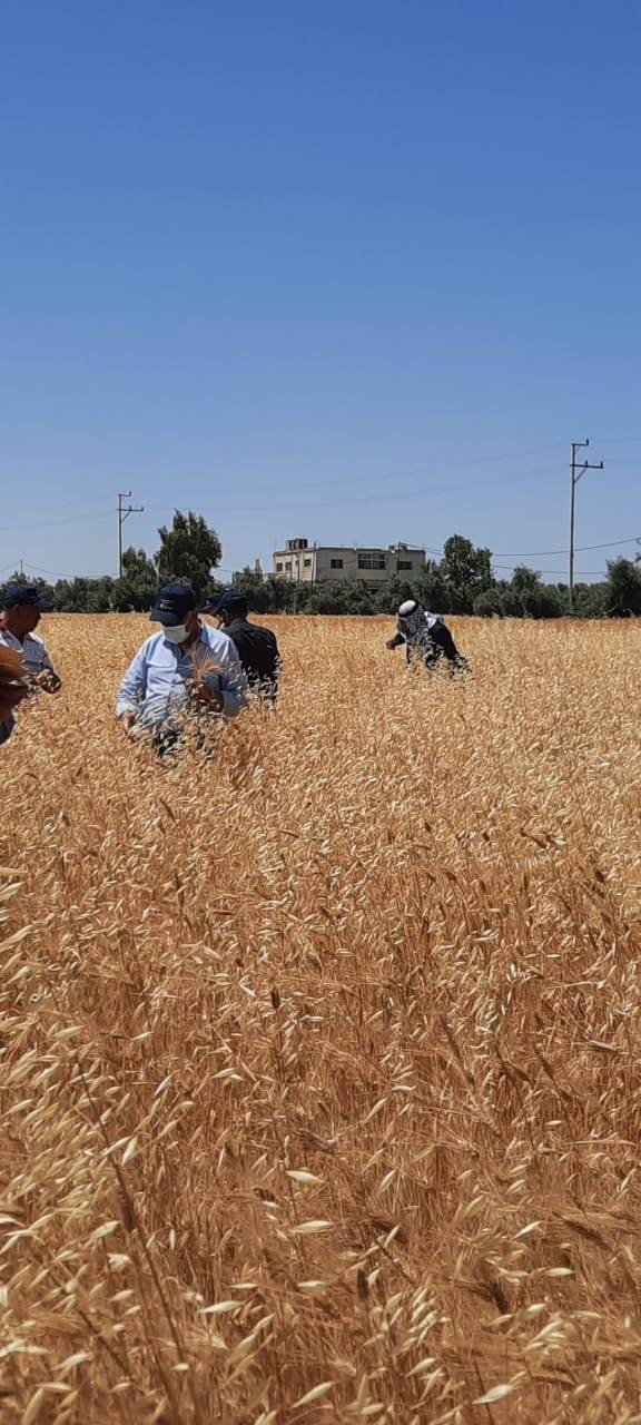 البحوث الزراعية ينظم ورشة لاختيار افضل سبل القمح والشعير