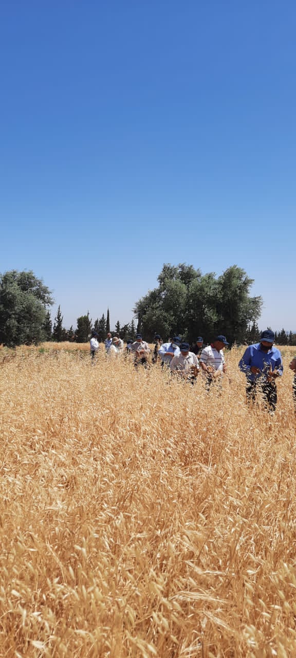 البحوث الزراعية ينظم ورشة لاختيار افضل سبل القمح والشعير